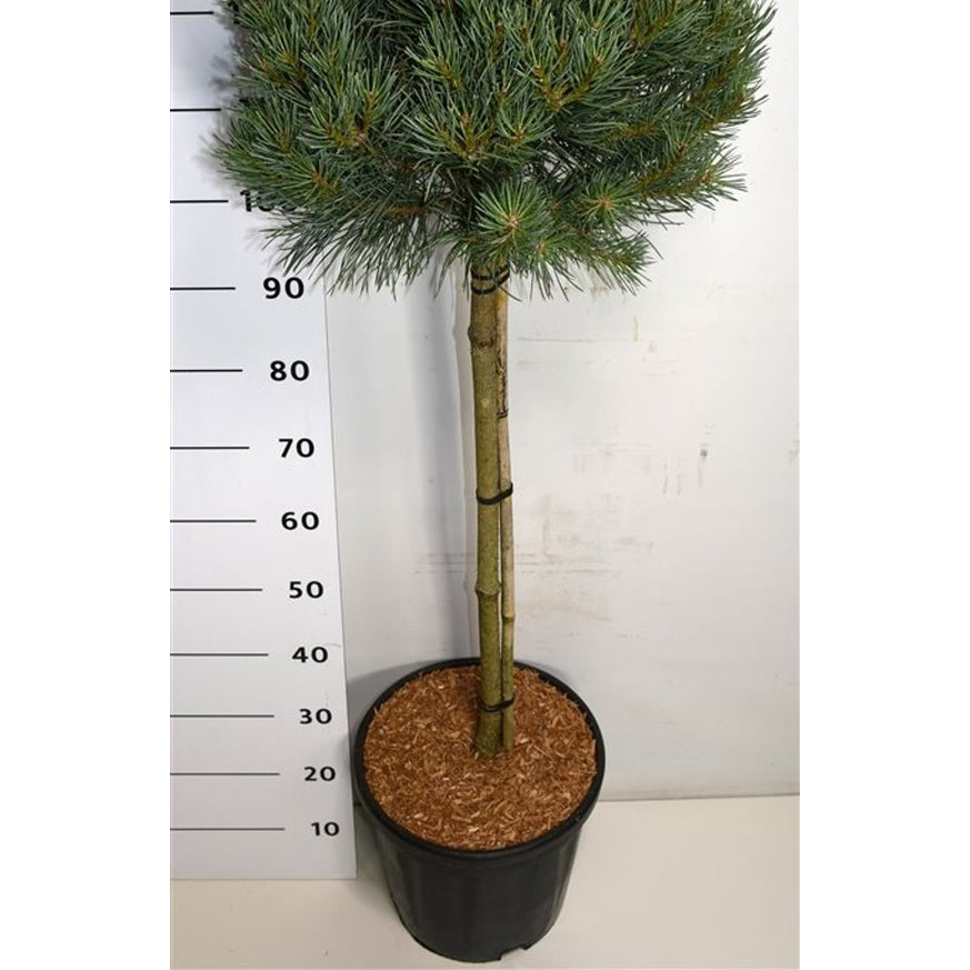 Tall – Pinus sylvestris 'Watereri' - 80 CM Stem C20